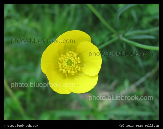 Yellow Display - Goshen, MA