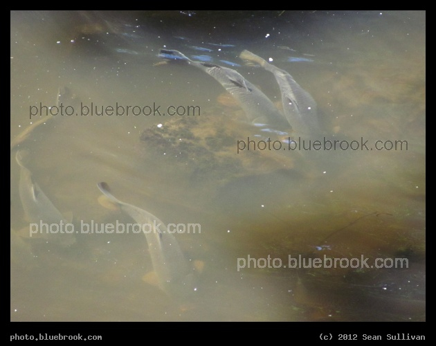 The Fish of Wedgemere - Winchester MA