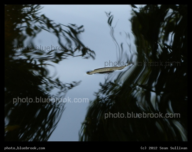 Fluid - Public Garden, Boston MA