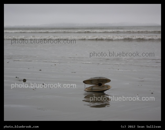 Beached Shell - Revere Beach, MA