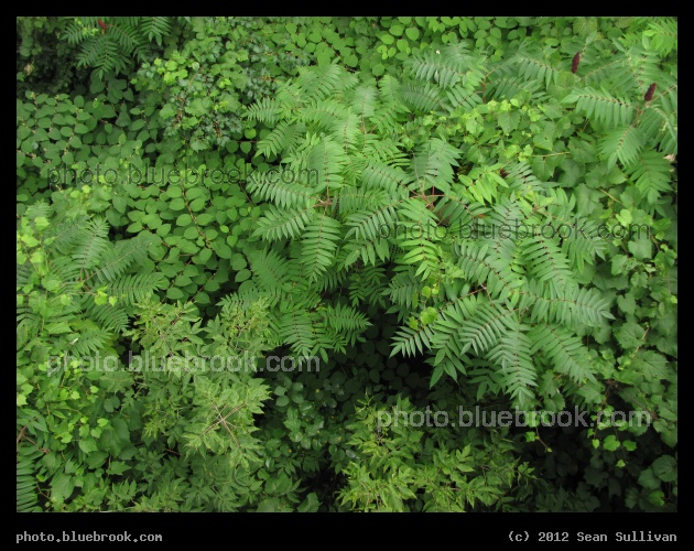 Greenery from Above - Looking down from a bridge, White River Junction VT