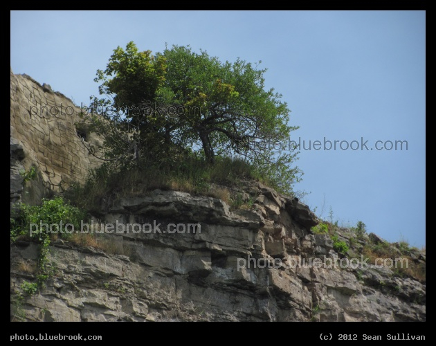 Arboreal Ledge - From inside the canyon below Niagara Falls