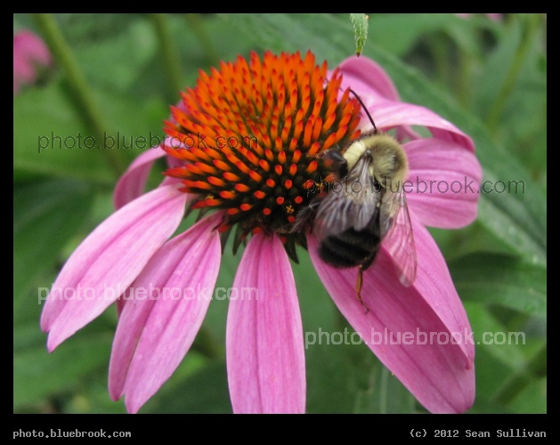 Busy Bee - Winchester, MA