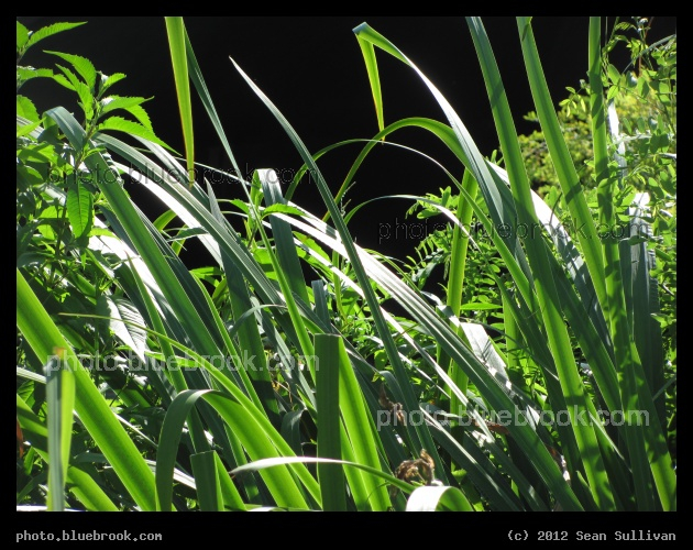 Curving Grasses - Charles River Reservation, Waltham MA