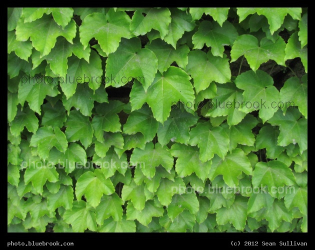 Blanket of Ivy - Ivy against a wall supporting the MBTA commuter rail tracks south of Winchester Center station, Winchester MA