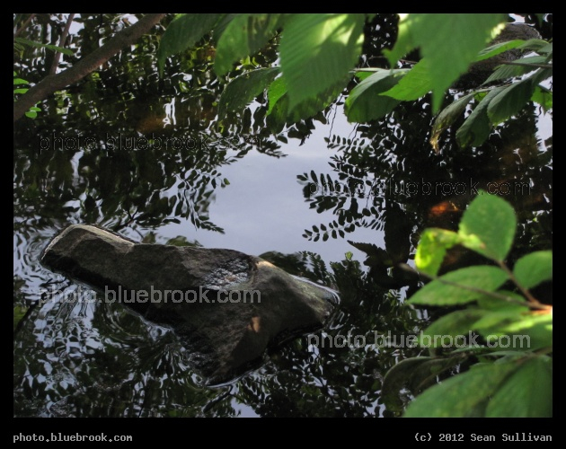 Riverside Reflections - Charles River, Waltham MA