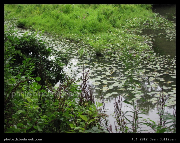 Summer Water - View from the MBTA Wedgemere commuter rail station, Winchester, MA