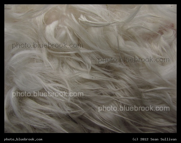 Cria Fleece - Close-up of fleece on a baby alpaca, <a href=