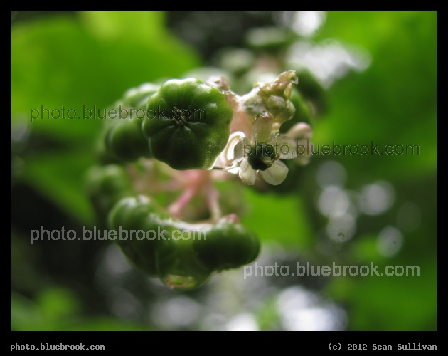 Knotweed Flower - Japanese Knotweed