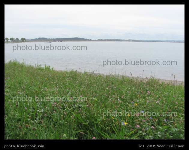 Flowers at Pleasure Bay - South Boston, MA
