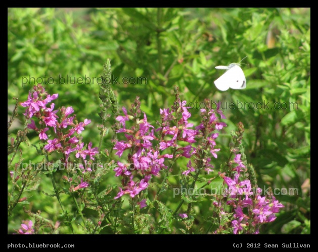 Butterfly Midflap - Winchester MA