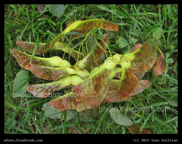 Winged Seedpods - Somerville, MA