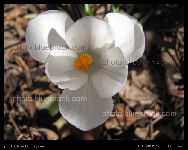 Above the Crocus - Somerville MA