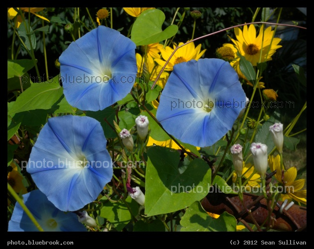 Three Morning Glories - Somerville MA