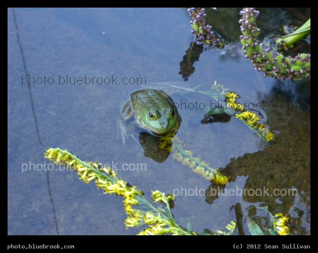 Frog with Flowers - Black