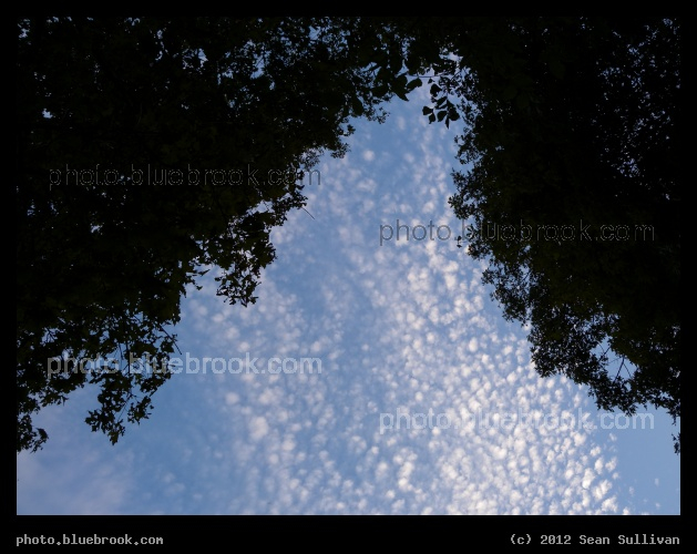 Trees and Clouds Above - Middlesex Fells Reservation, Medford MA