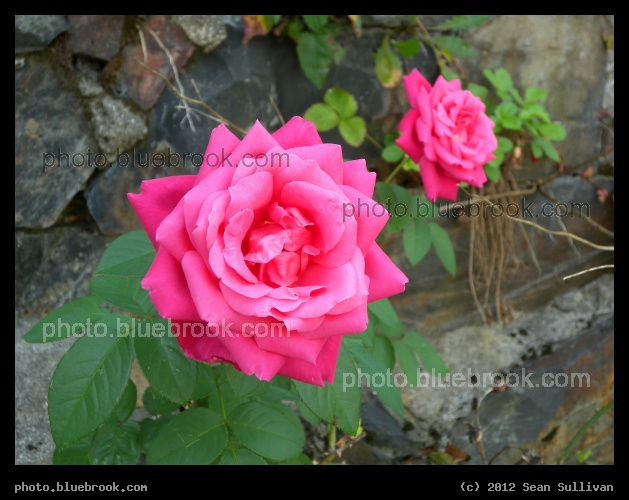 Pair of Roses - Somerville, MA