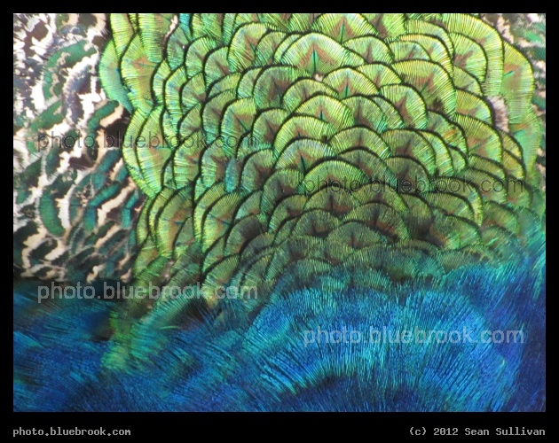Peacock Detail - Franklin Park Zoo, Boston MA