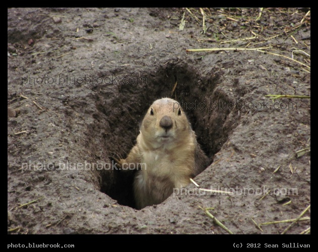 Burrow - Prairie Dog, Franklin Park Zoo, Boston MA