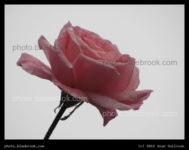 Rose in the Rain - Somerville, MA
