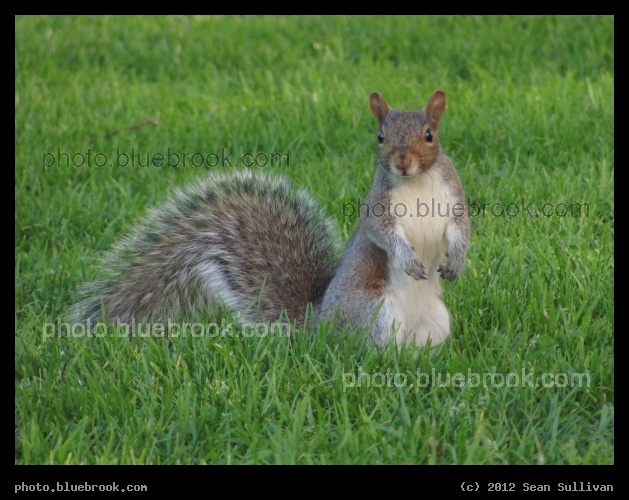 Bushy Tail - Boston Common, Boston MA