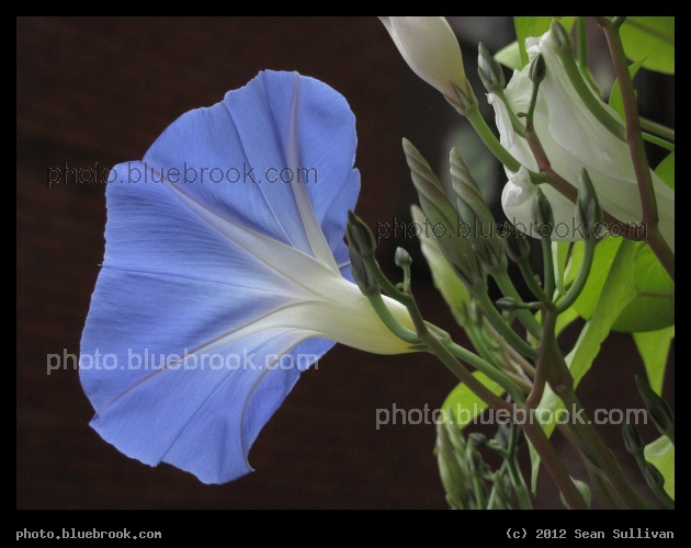 Luminous Morning Glory - Boston, MA