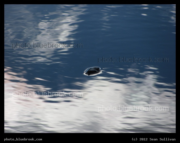 Infintesimal Island - A puddle after a rain shower, Ayer MA