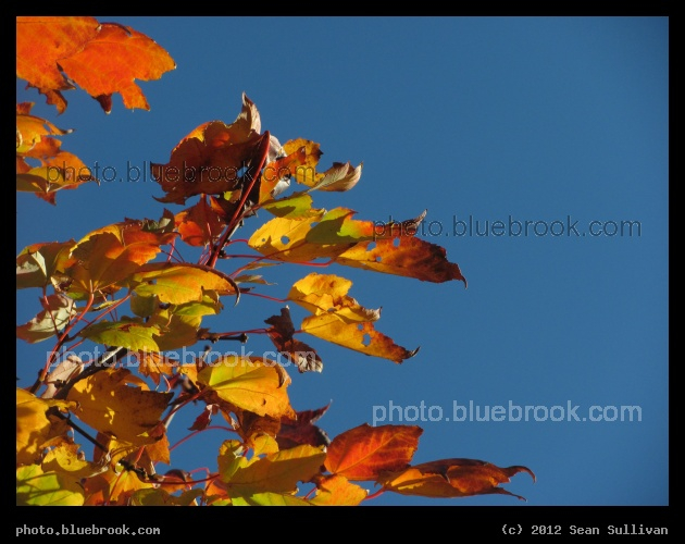 Brilliant Leaves at Belmont - Belmont Center, Belmont MA