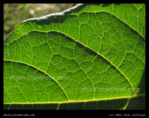 Green Leaf at Belmont - Detail of a backlit leaf at the MBTA Belmont train station, Belmont MA