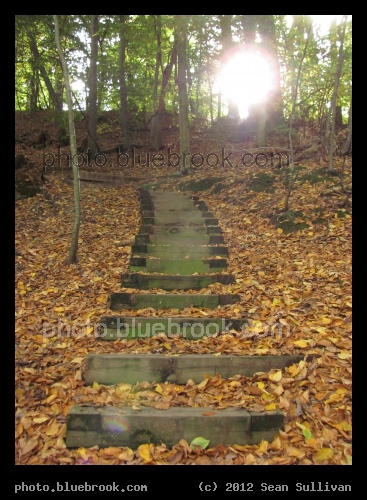 Forest Stairway - Hemlock Gorge, Newton MA