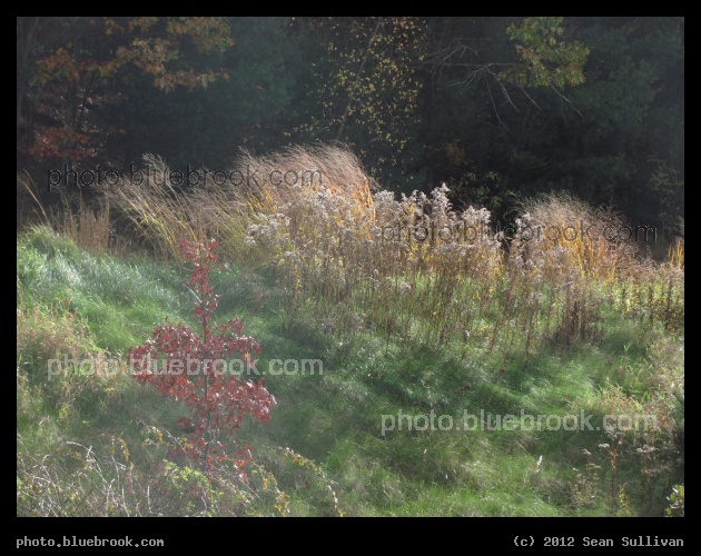 Magical Autumn Hill - Grafton MA
