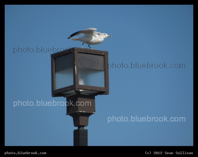 Seagull Departure - Medford, MA