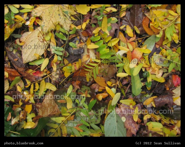 Fallen Leaves - Autumn leaves fallen on the ground during Hurricane Sandy, Somerville MA