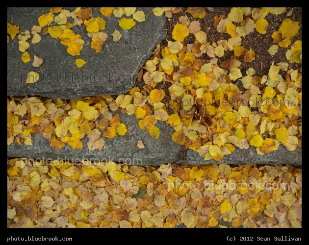 Fallen Gold - On a sidewalk after Hurricane Sandy, Somerville MA