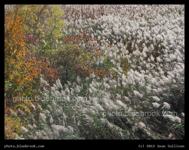 Opposing Sides - Beside the Mystic River, Everett MA