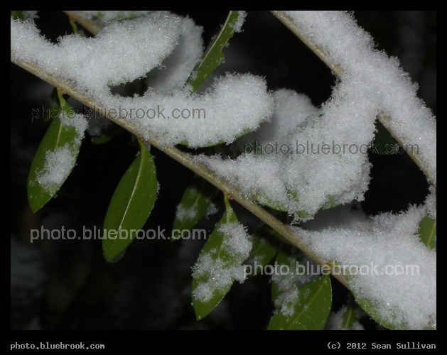 Winter is Coming - First snowfall of the 2012-2013 winter season, Somerville MA