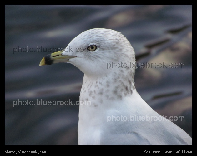 Regal Seagull - At the Lechmere Canal, Cambridge MA