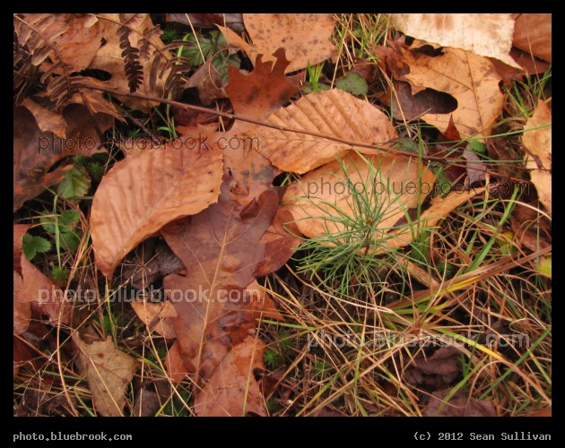 Baby Tree amid Autumn Leaves - Allenstown, NH