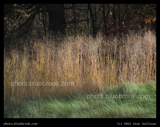 Grass Wall - Grafton MA