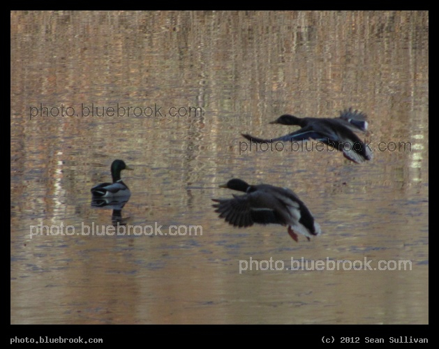 Mallard Flight - Pine Banks, Malden/Melrose MA