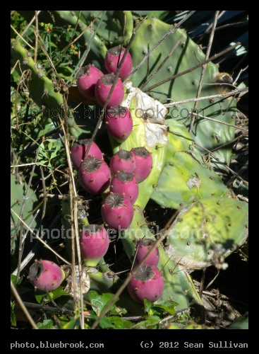 Cactus Fruit - Canova Beach, Melbourne FL