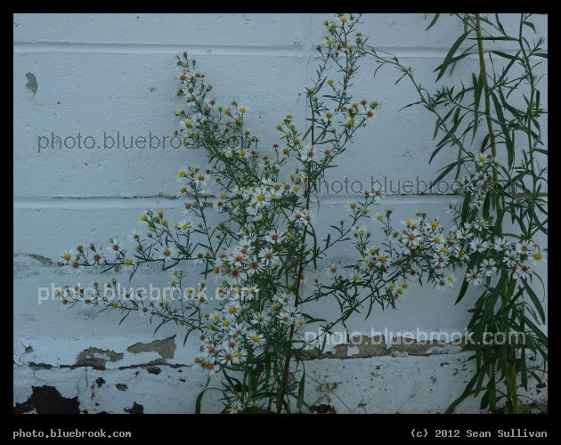 Wildflowers by the Wall - Cambridge, MA