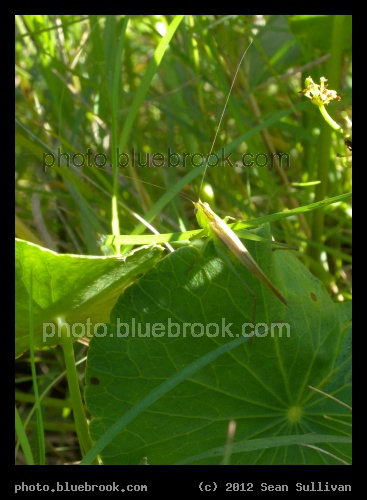 Long Antennae - South Carolina