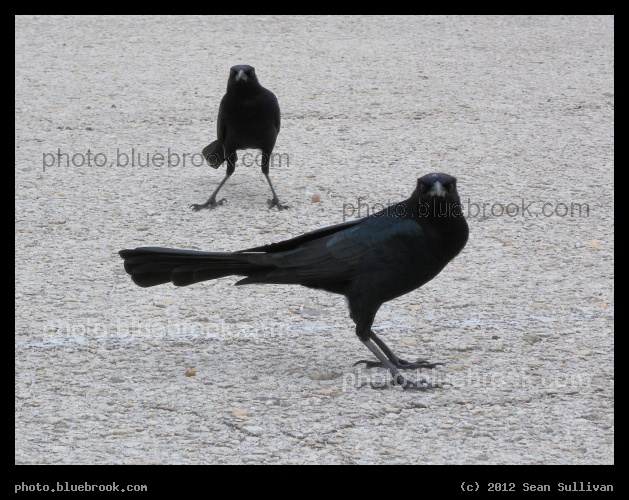 The Stare - In the parking lot at the Kennedy Space Center press site, Cape Canaveral FL