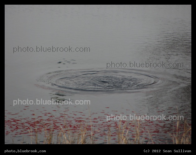 Mystery - Titusville, FL