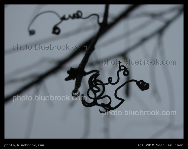 Tendrils in the Rain - Boston MA