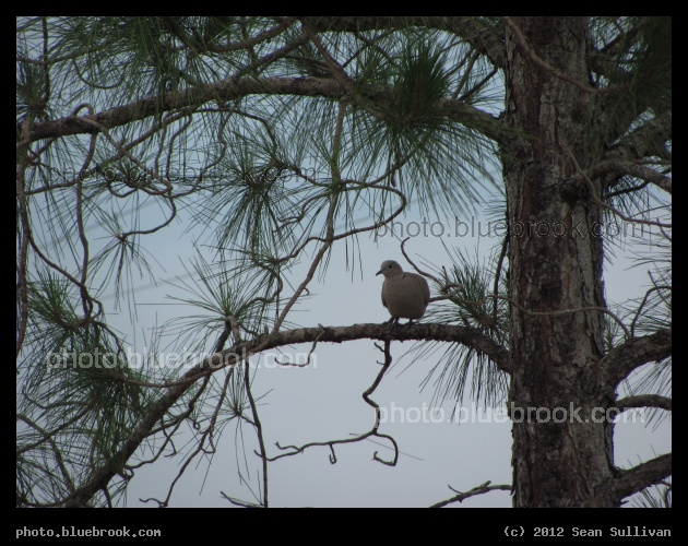 Evergreen Dove - Central Florida