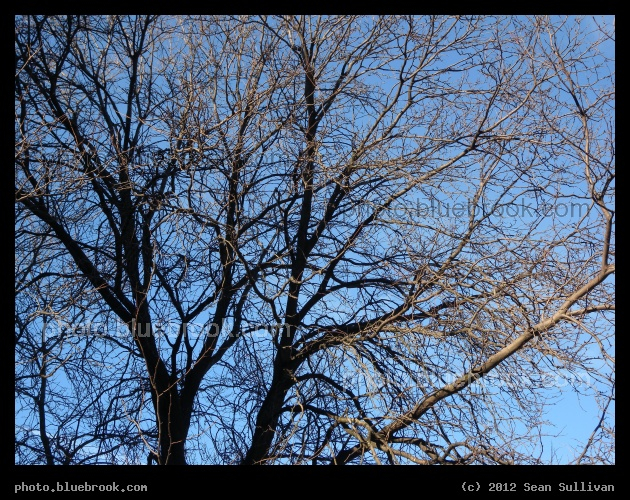 Branches in Shadow and Light - A leafless tree in winter, with some branches in sunlight, and other branches in shadow.  Near Haymarket Square, Boston MA