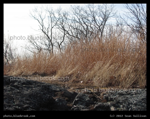 Barren Winter Outcrop - Middlesex Fells Reservation, Melrose MA