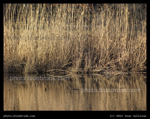 Shimmering Strands - Muddy River, Brookline MA